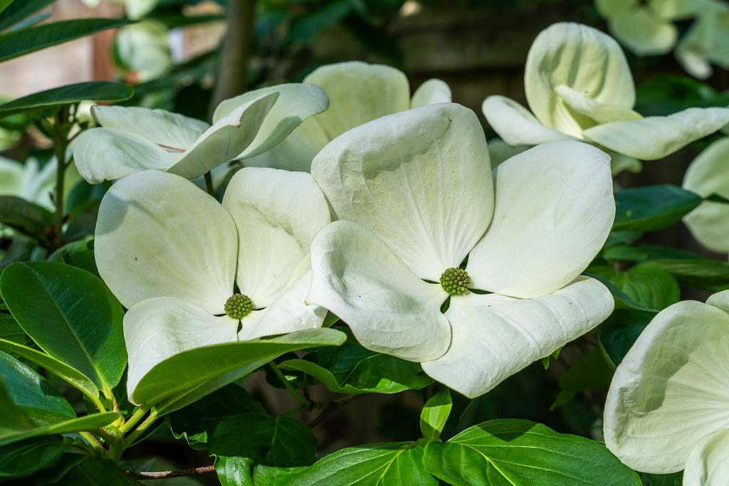 creamy-white flowers with lime-green center and lush-green leaves with lime-green veins and midribs on green stems