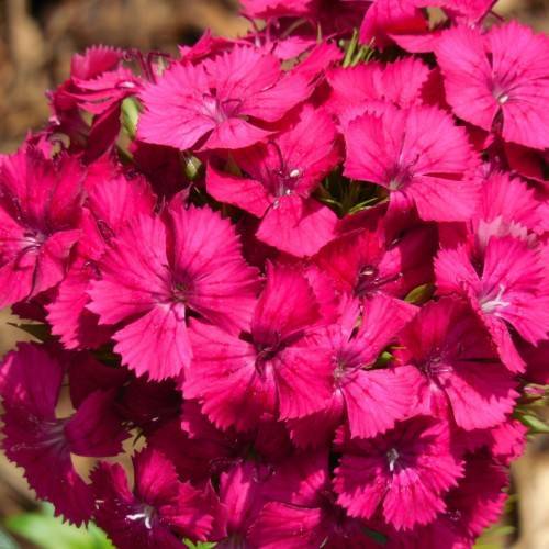 shocking-pink flowers with maroon stamens and lime-green stems