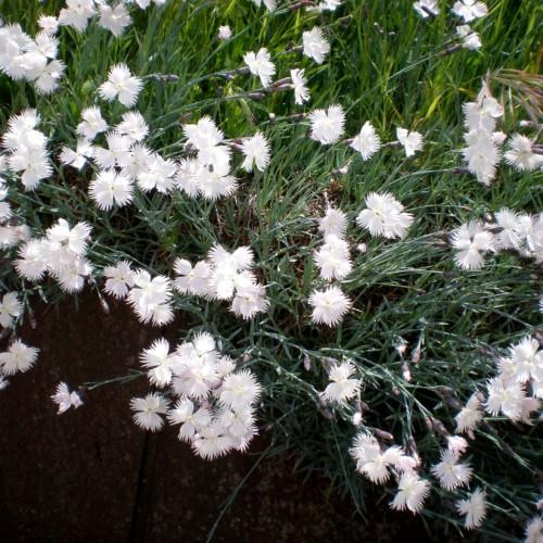white flowers with white stamens, green stems and foliage