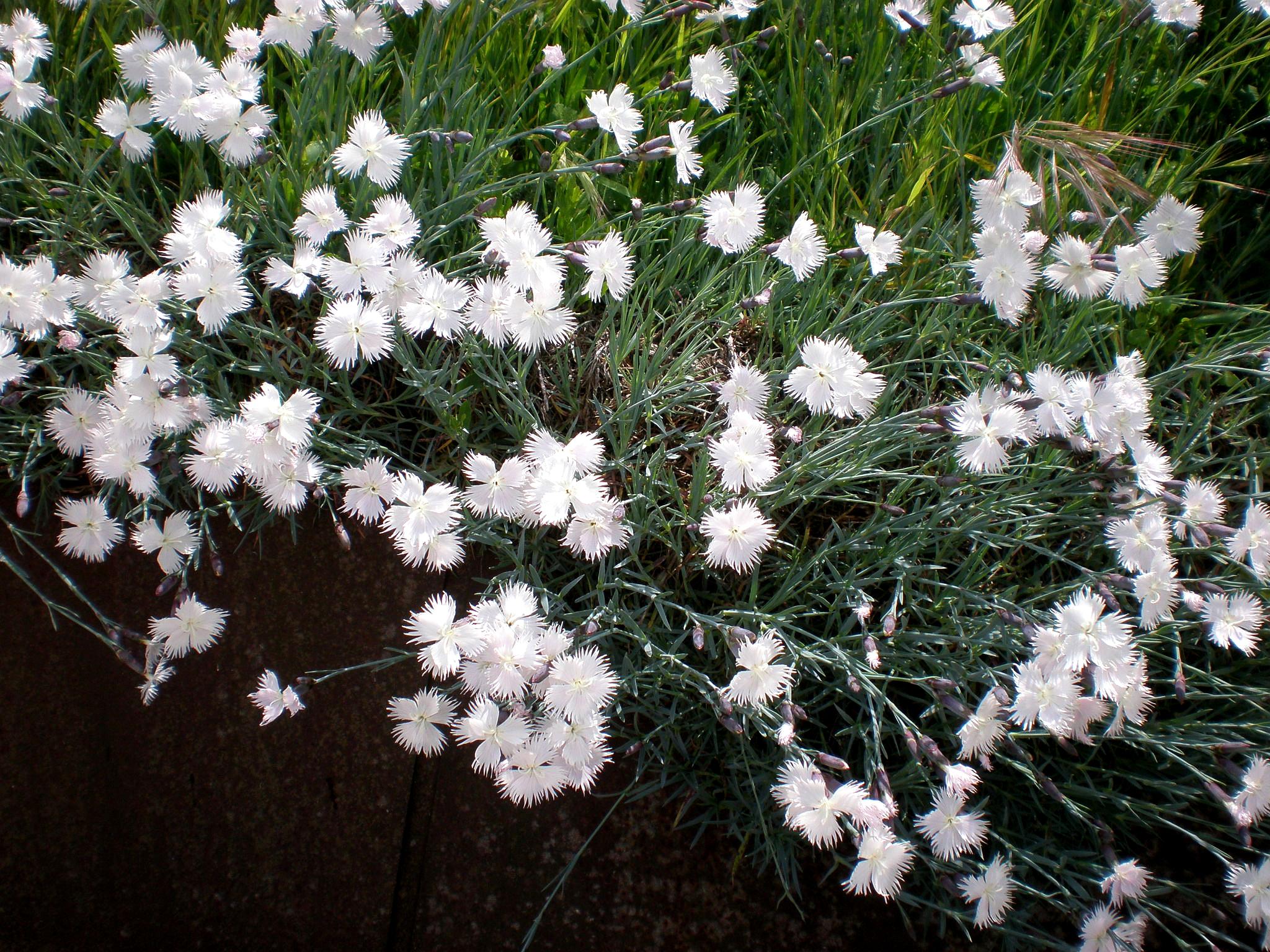 white flowers with white stamens, green stems and foliage

