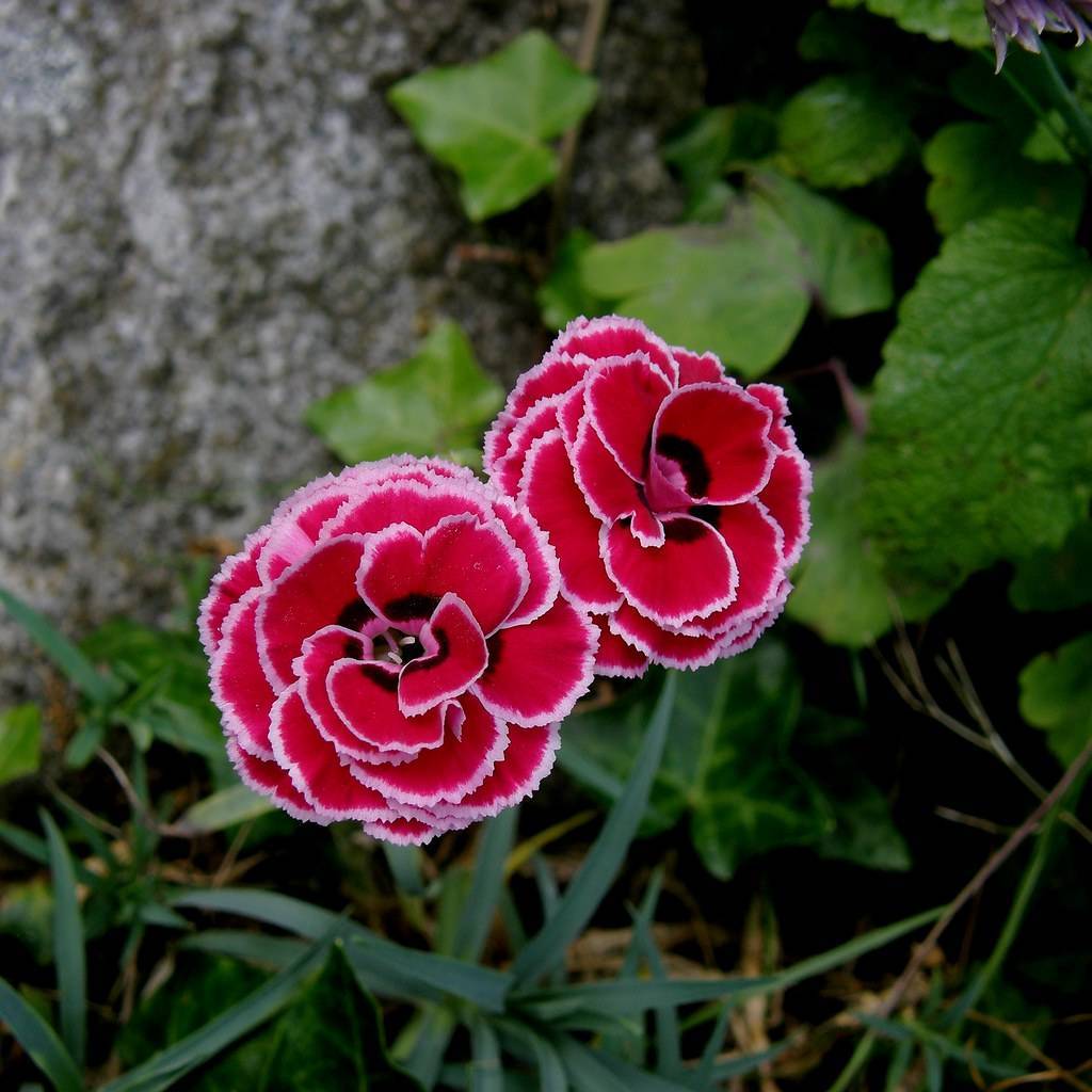 pink-red flowers with black-pink center and green leaves