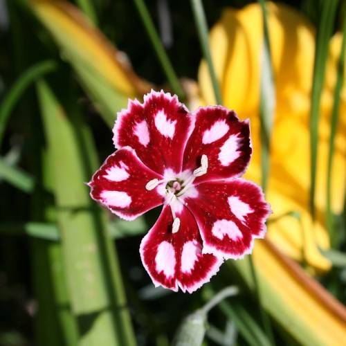 a maroon-white flower with white filaments and anthers