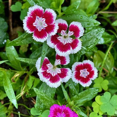 white-maroon flowers with pink-white center and lush-green leaves with green stems