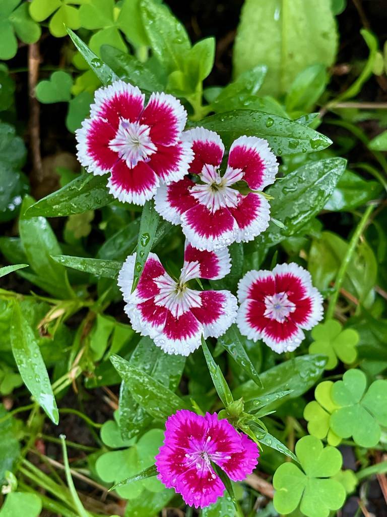 white-maroon flowers with pink-white center and lush-green leaves with green stems