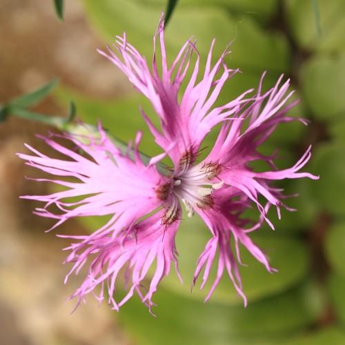 pink flowers with light-pink filaments, beige anthers, brown hairs, green stems and leaves