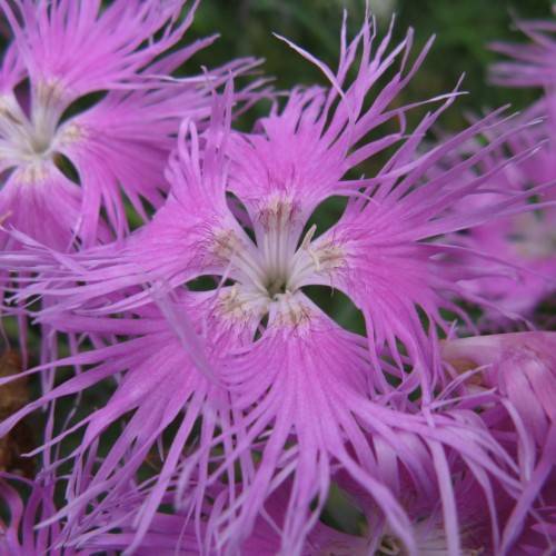 purple-pink flowers with lavender center, white filaments and yellow-purple anthers