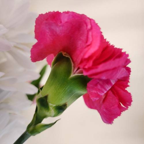 a shocking-pink flower with lime-green sepals and leaves on a dark-green stem