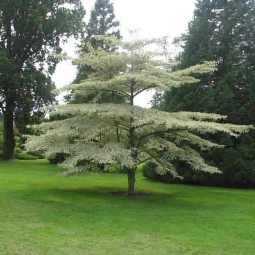 Green-white leaves with white flowers and brown trunk and brown branches