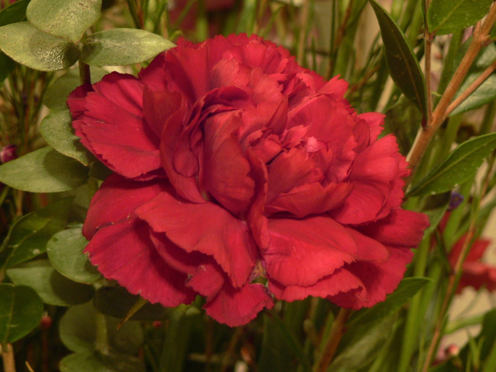 a red flower with lime-green leaves