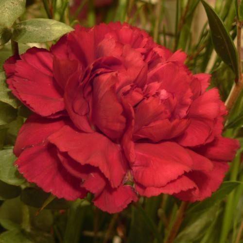 a red flower with lime-green leaves