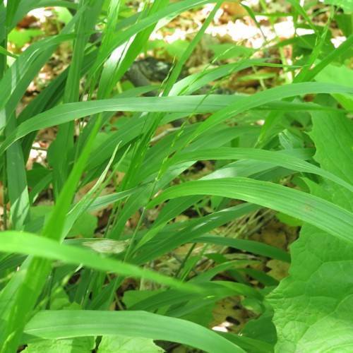 lush-green leaves with green midribs and lush-green stems