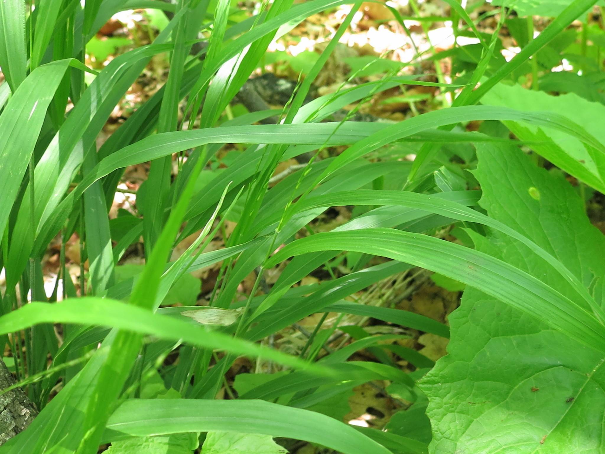 lush-green leaves with green midribs and lush-green stems