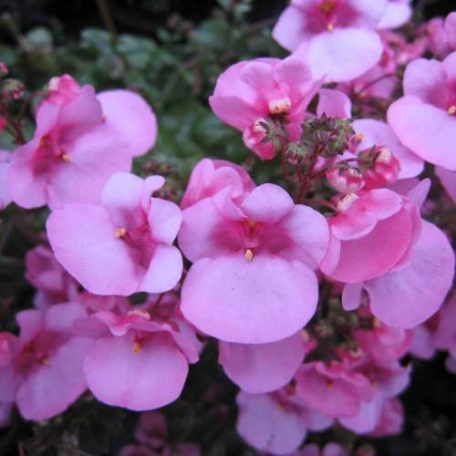 light-pink flowers with yellow-pink stigmas, pink buds, green-purple sepals on maroon petioles and stems