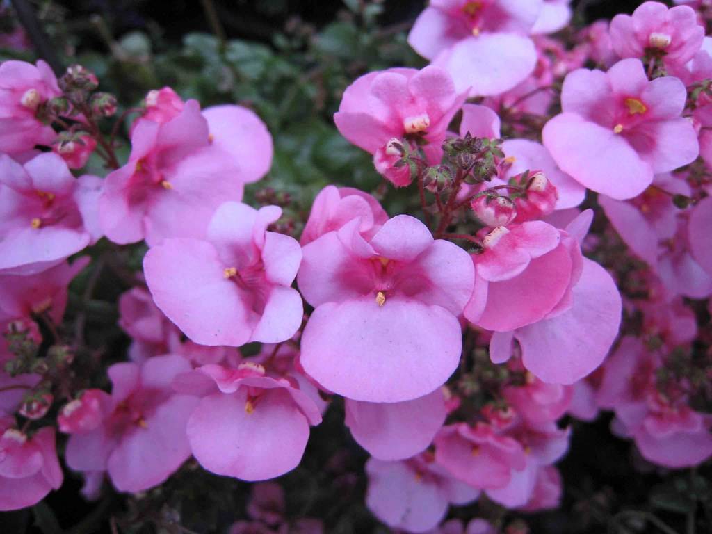 light-pink flowers with yellow-pink stigmas, pink buds, green-purple sepals on maroon petioles and stems