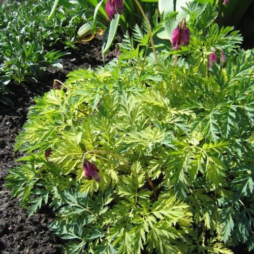 yellow-green foliage, and beige stems with purple-pink flowers