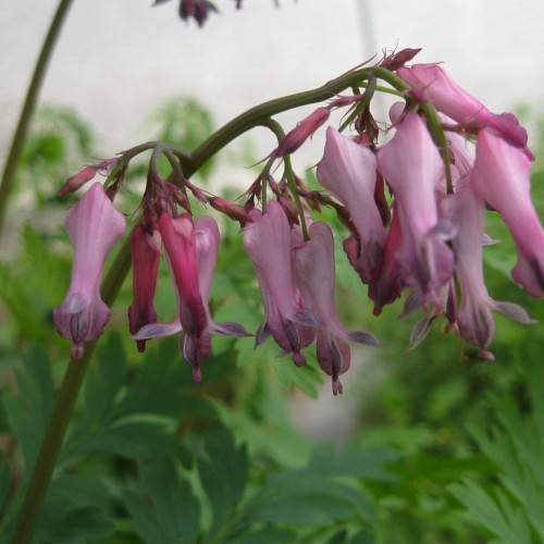 pink-purple flowers with purple stigmas, pink-purple buds on light-green petioles and a dark-green stem