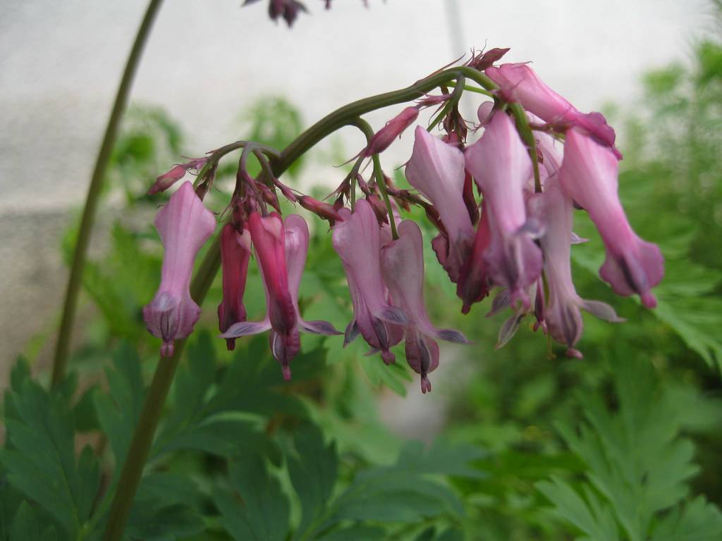 pink-purple flowers with purple stigmas, pink-purple buds on light-green petioles and a dark-green stem