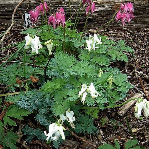 pink-white flowers with green leaves and green stems