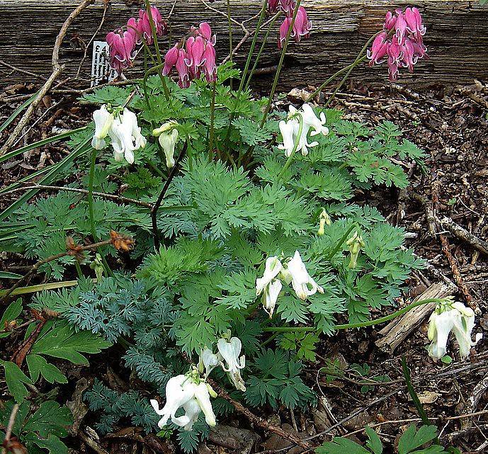 pink-white flowers with green leaves and green stems