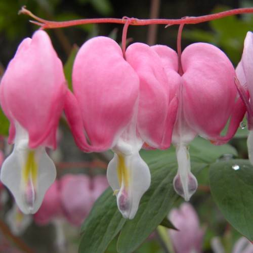 pink-white flowers with white-purple stigmas on pink petioles and stems