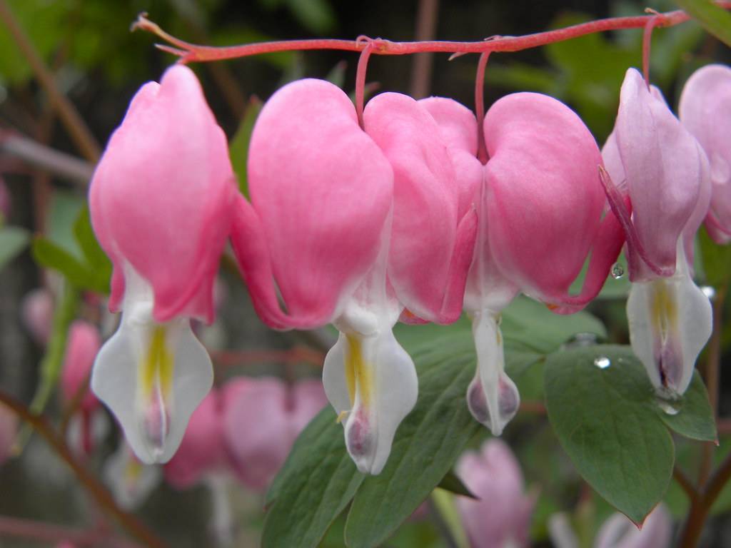 pink-white flowers with white-purple stigmas on pink petioles and stems