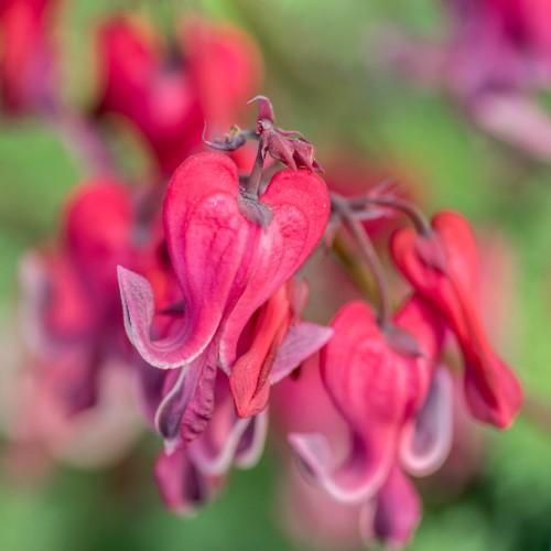 red-pink flowers with brown stems and green foliage