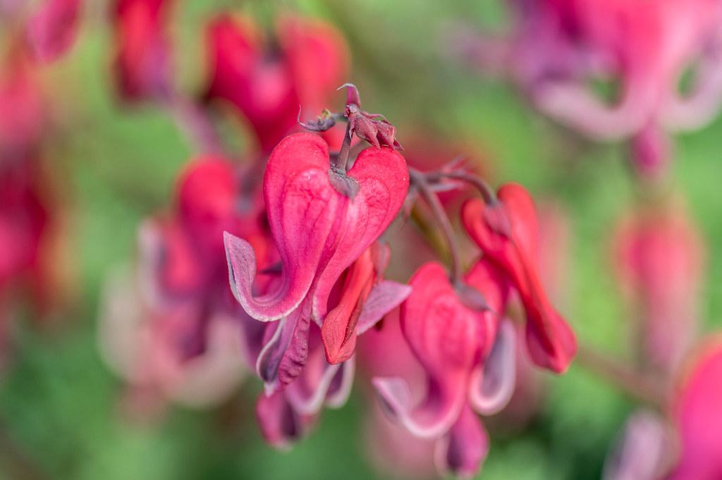 red-pink flowers with brown stems and green foliage