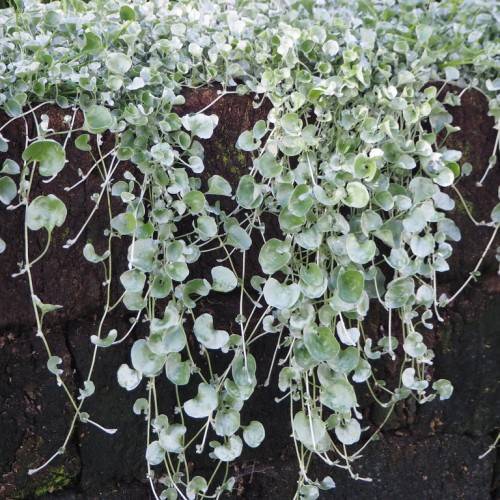 silver-green leaves on silver-green petioles and stems
