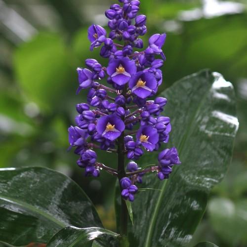 blue flowers with yellow center, dark-green leaves and stems