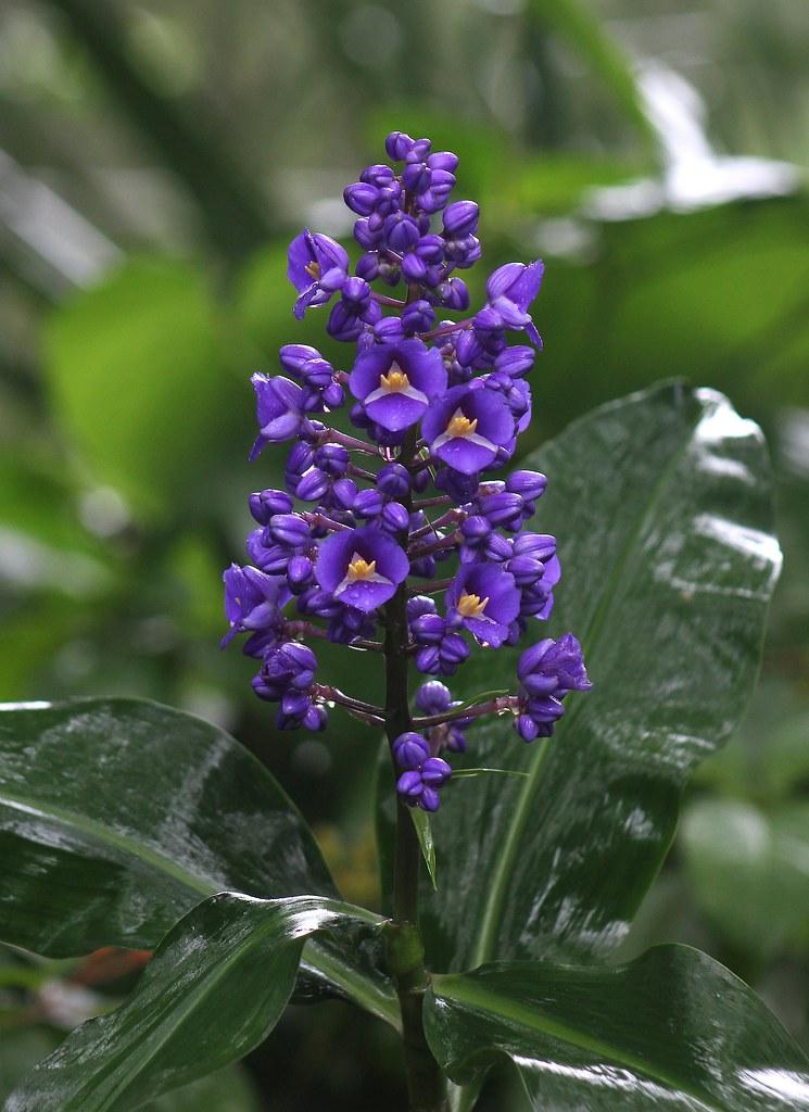 blue flowers with yellow center, dark-green leaves and stems