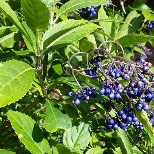 blue fruits on gray-brown stems and lime-green leaves with yellow-green midribs