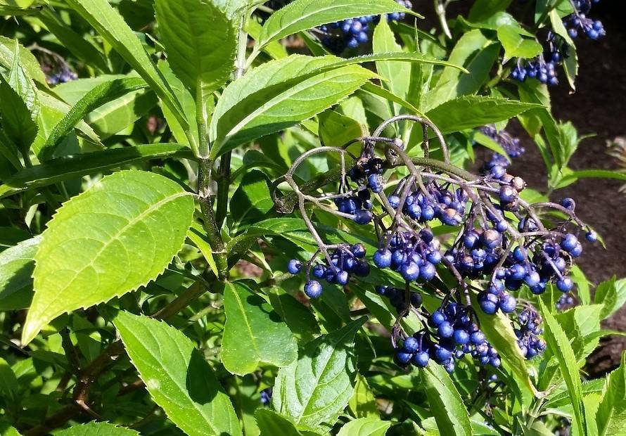 blue fruits on gray-brown stems and lime-green leaves with yellow-green midribs