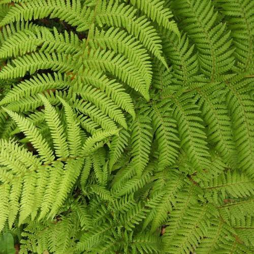 lime-green leaves on light-brown stems