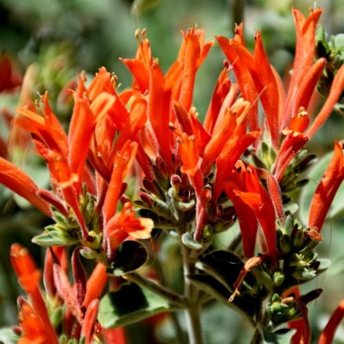 orange flowers with yellow anthers, green leaves and stems