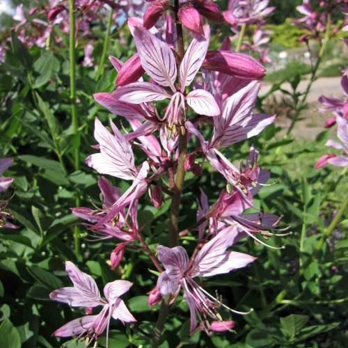 light-pink flowers with light-pink filaments and yellow anthers, dark-pink buds on maroon petioles and maroon-green stems