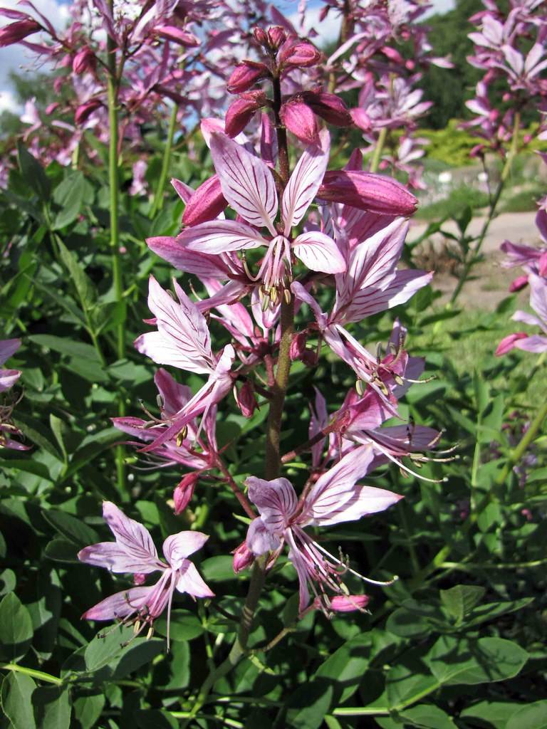 light-pink flowers with light-pink filaments and yellow anthers, dark-pink buds on maroon petioles and maroon-green stems