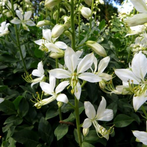 white flowers with lime filaments, yellow anthers, off-white buds, green leaves and stems