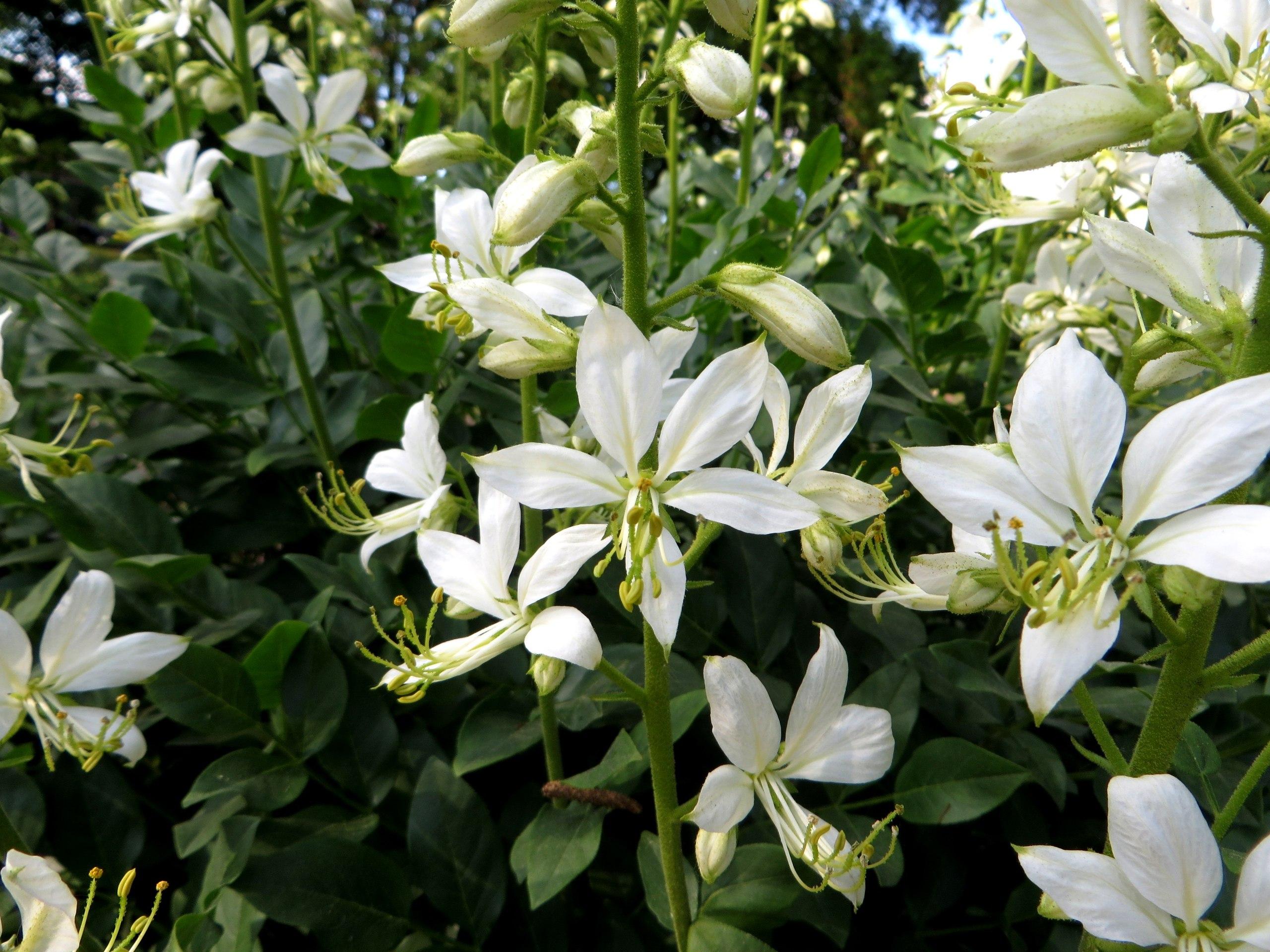 white flowers with lime filaments, yellow anthers, off-white buds, green leaves and stems