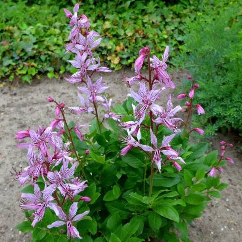 lavender-maroon flowers with pink filaments and maroon anthers on red petioles and red-green stems with green leaves