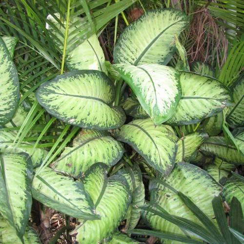 green leaves with light-green veins and dark-green midribs on lime-green stems