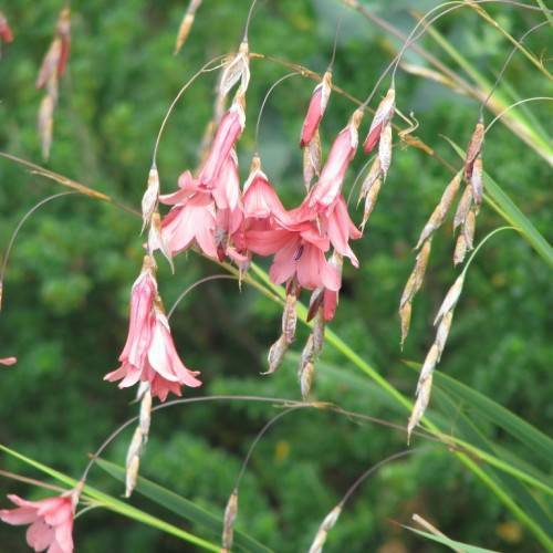 pink-white flowers and pink buds with white-gold sepals on light-brown petioles and green stems