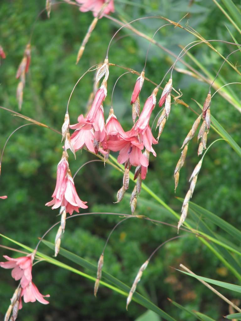 pink-white flowers and pink buds with white-gold sepals on light-brown petioles and green stems