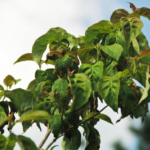 A green-brown stem, filled with dark-green-brown leaves.