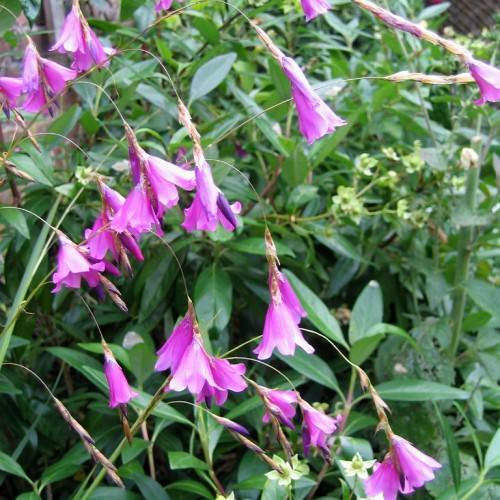 purple-pink flowers on light-brown petioles, green leaves and green stems