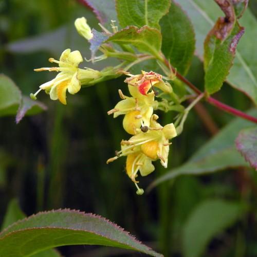 yellow flowers with yellow filaments, orange anthers, green stigmas, olive leaves and pink-green stems