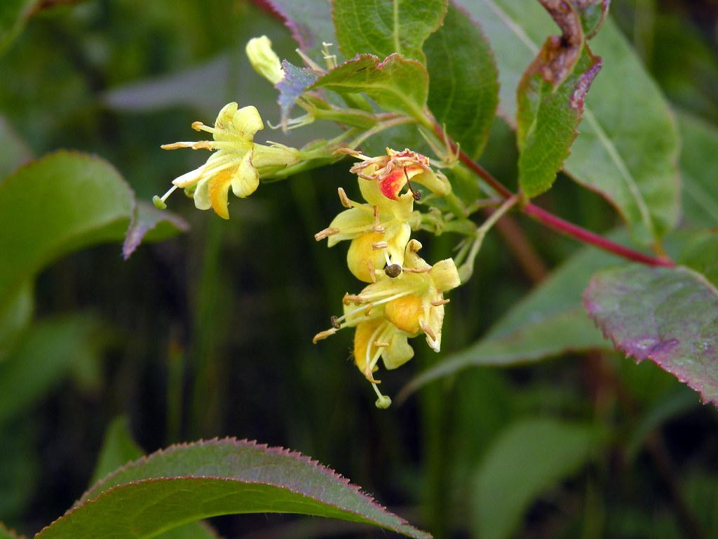 yellow flowers with yellow filaments, orange anthers, green stigmas, olive leaves and pink-green stems