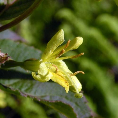 yellow flowers with yellow filaments, brown anthers, green leaves and brown stems