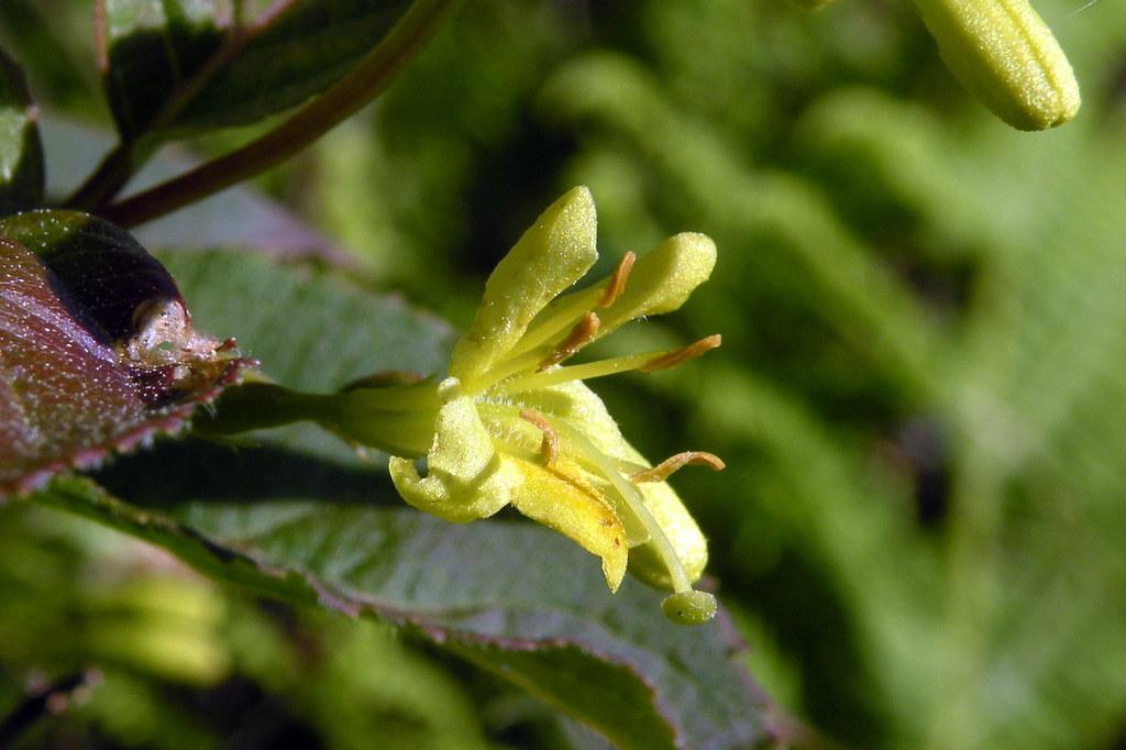 yellow flowers with yellow filaments, brown anthers, green leaves and brown stems