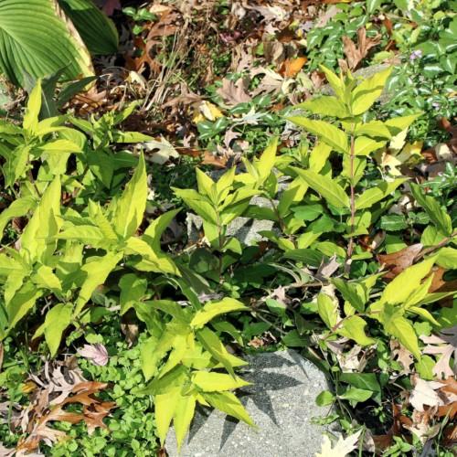 lime-green foliage and pink stems