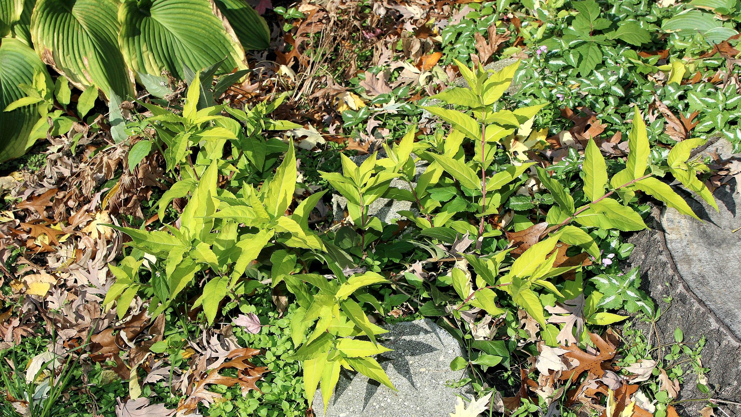 lime-green foliage and pink stems